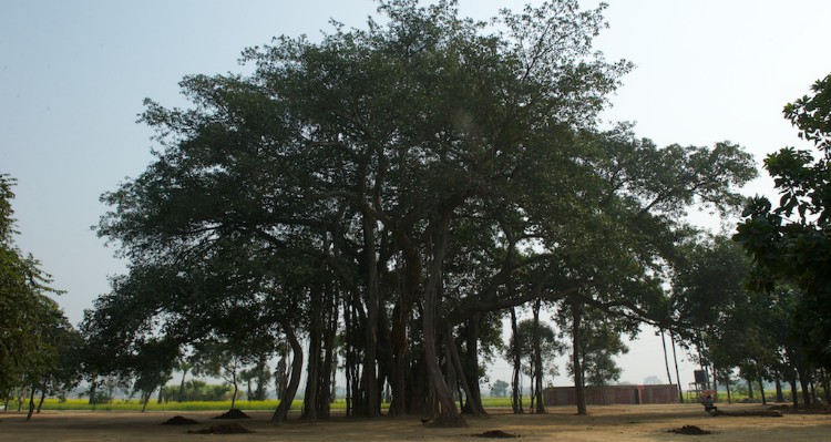 Billwamangal tree - center of the Soham Baba Mission Eco-village